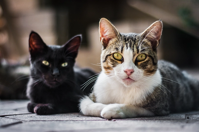 peritonitis problemas de salud en gatos