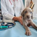 perros con criptorquidia | Veterinario Argos