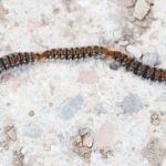 Procesionaria perros | Veterinario Argos