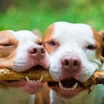 Dientes perros
