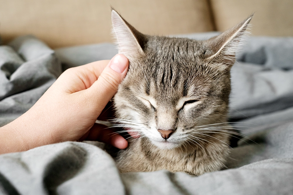 mi gato tiene bichos | Clínica Veterinaria Argos