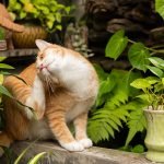 Parásitos gatos