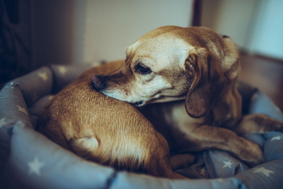 Parásitos perros
