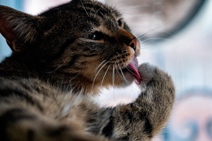 alimentos prohibidos gatos