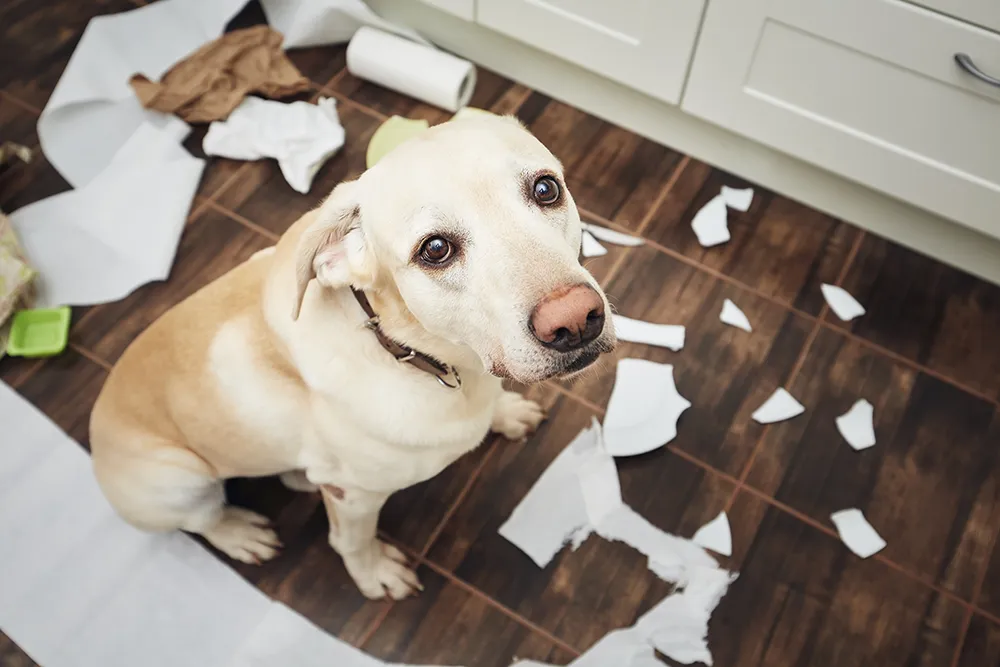 perros aullando | Argos