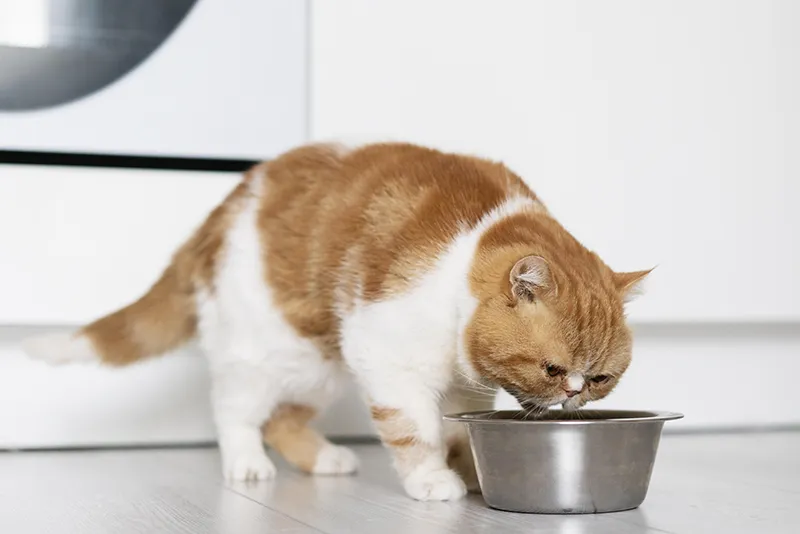 qué comen los gatos | Clínica Argos
