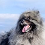Caída de pelo de perro