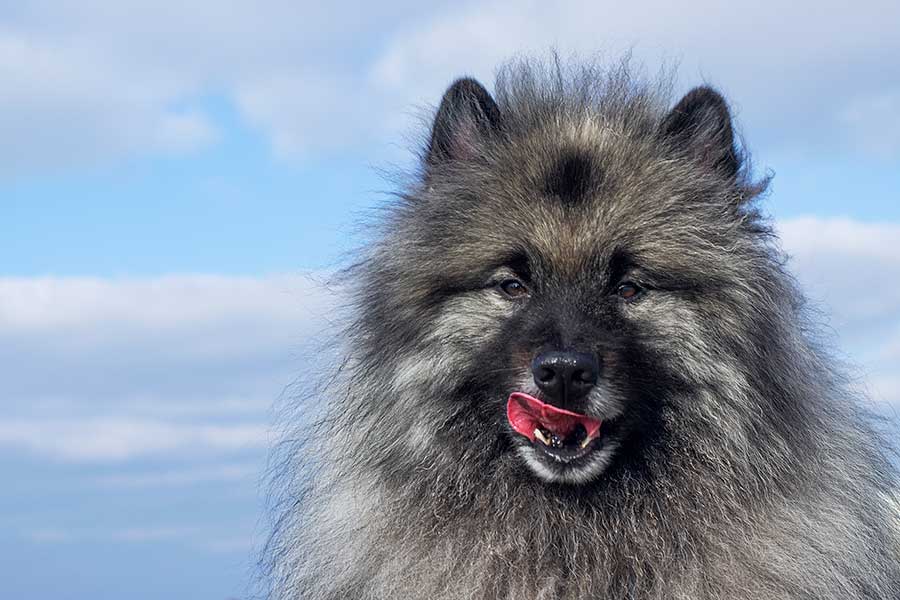 Pelo de perro