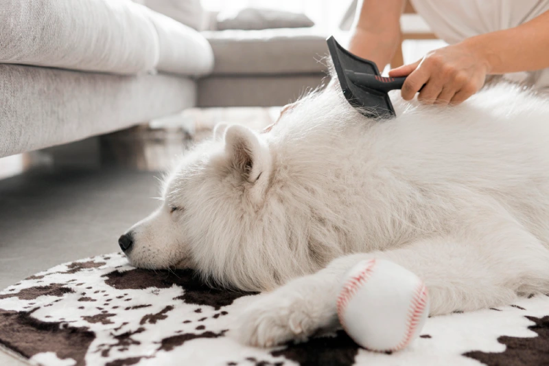 pérdida de pelo en perros