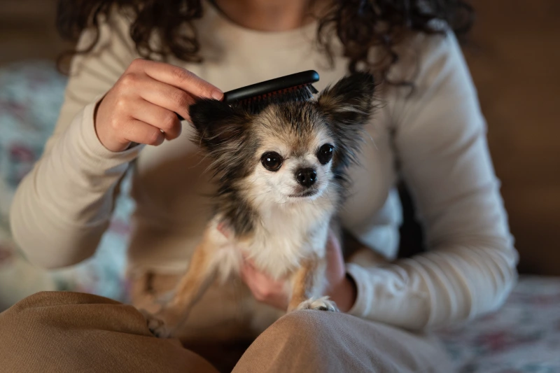 que tipo de pelo tiene mi perro