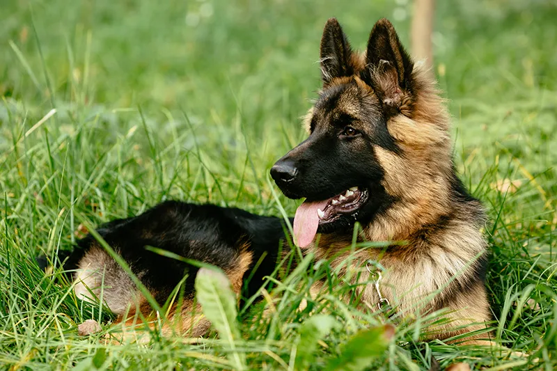 síntomas de la displasia de los perros