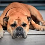 Detectar un bulto en un perro
