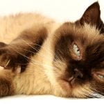 Gatos con obstrucción urinaria | Clínica veterinaria en Albacete