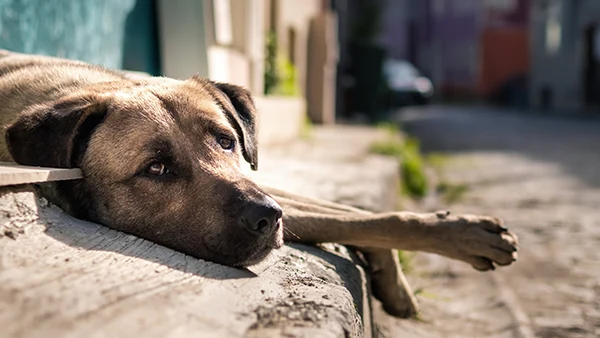 Mi perro tiene un tumor | Argos