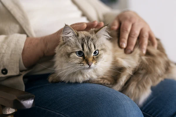 Obstrucciones urinarias en animales
