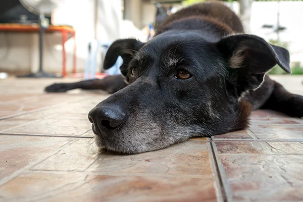 Perro con tumores | Veterinario Argos