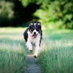 deporte junto a un perro