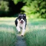 deporte junto a un perro