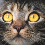Ojos de los gatos