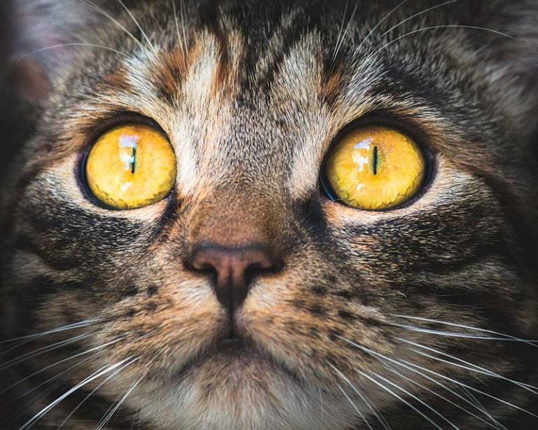 Ojos de los gatos