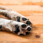 almohadillas perros