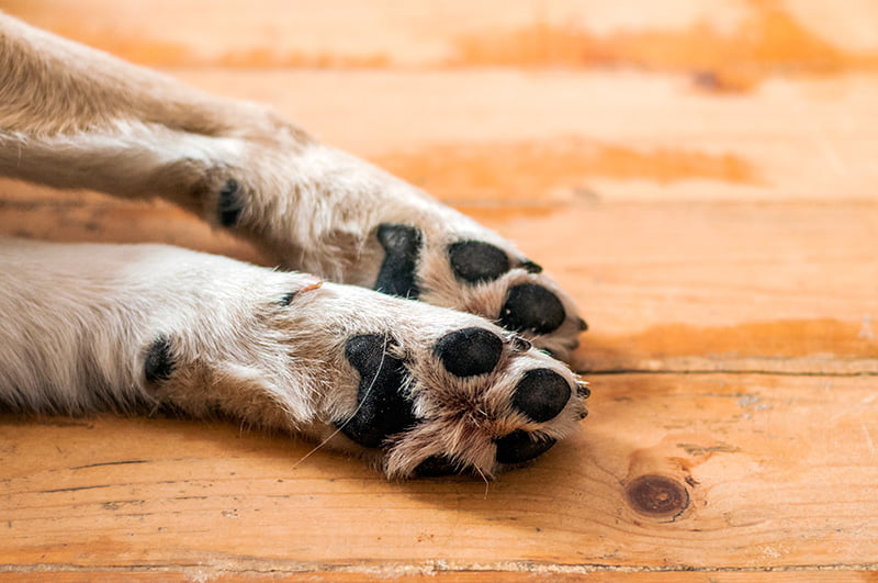 La solución a las heridas y problemas en las almohadillas de los perros Clínica Argos La solución a las heridas y problemas en las almohadillas de los perros Clínica Argos