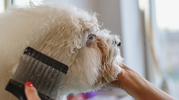 Tipos de pelo rizado | Veterinario Argos