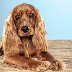 pelos de perro