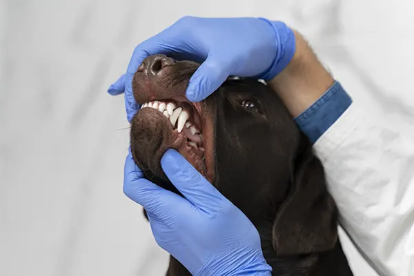 Mis perros pierden los dientes