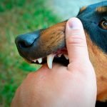 Caída de los dientes de los perros