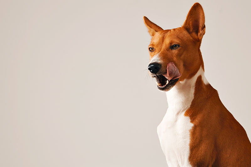 dientes de perros