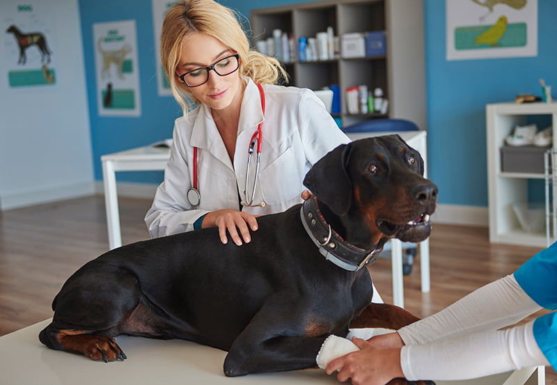 leptospirosis en perros
