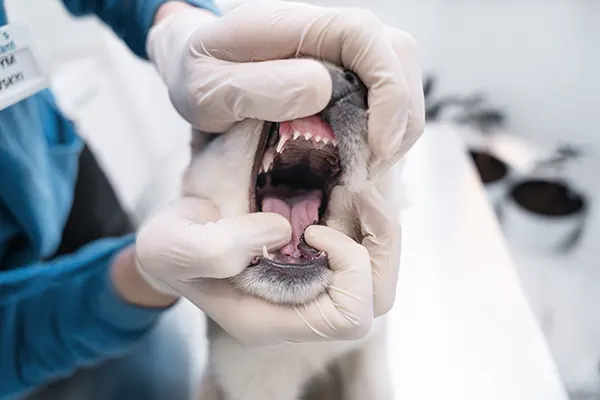 perros con dientes podridos