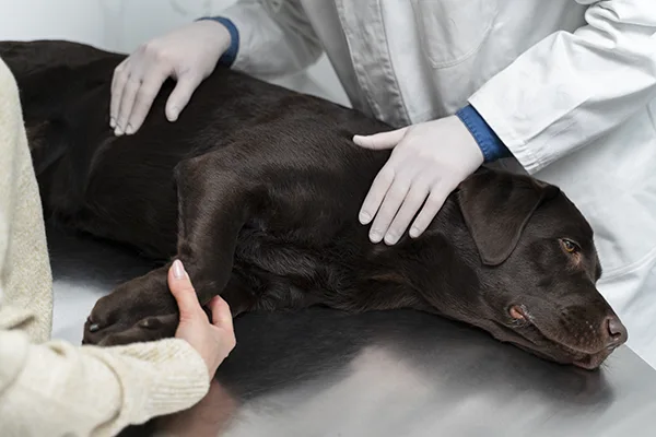 secuelas de la leptospirosis