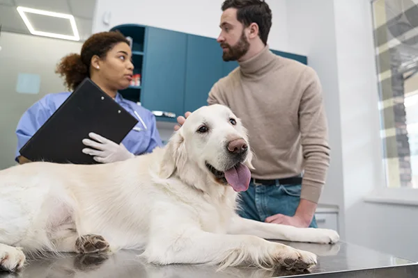 síntomas de la leptospirosis en los perros