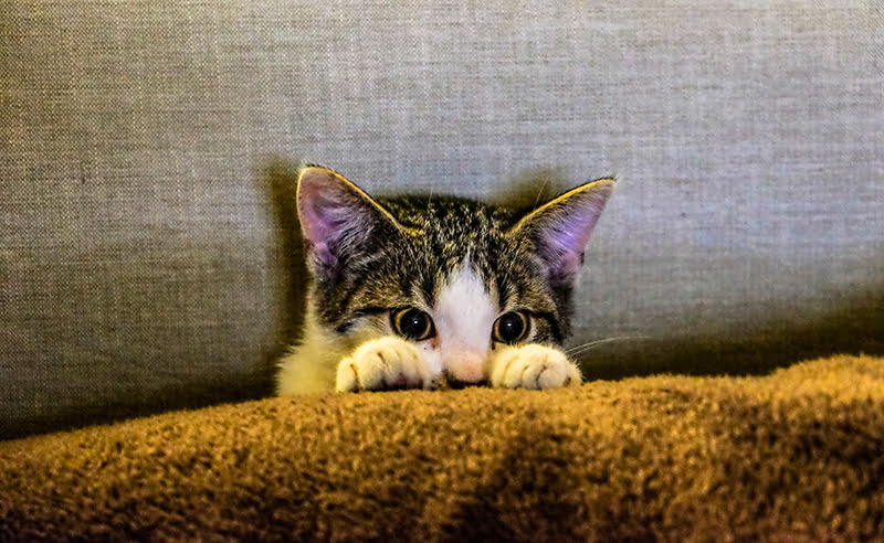 Gato frío invierno