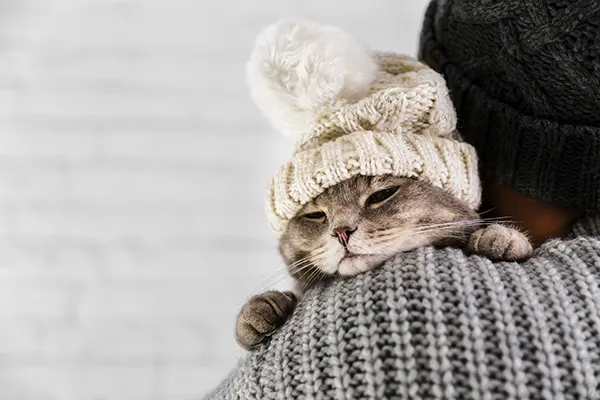 los gatos pasan frío