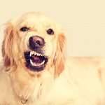 Todo lo que debes saber sobre la agresividad canina