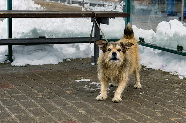 perros agresivos | Clínica veterinaria Argos