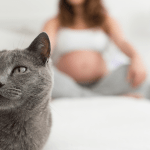 Toxoplasmosis: gatos y embarazadas