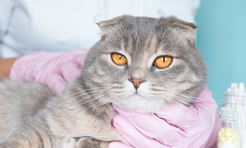 Epilepsia en gatos