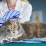 Gatos con epilepsia | Veterinario