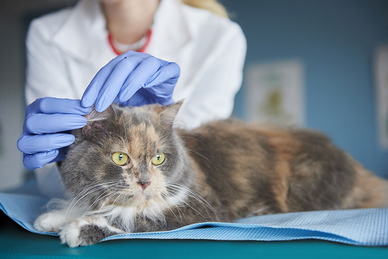 Gatos con epilepsia | Veterinario