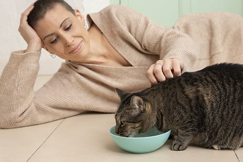 alimentación gatos