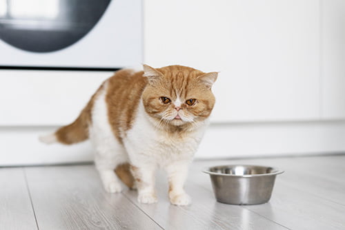 alimento para gatos