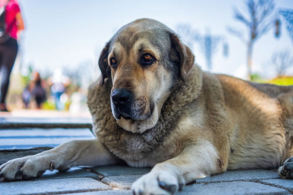 pastillas de hipotiroidismo para perros