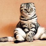 ¿La hipertensión afecta a los gatos?