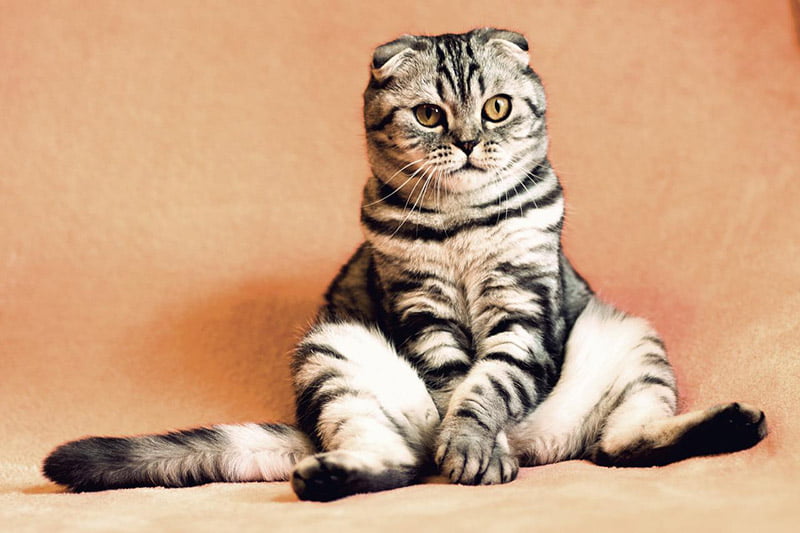 ¿La hipertensión afecta a los gatos?
