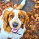 irritación de ojos en los perros