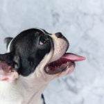 Síndrome braquiocefálico | Clínica Veterinaria